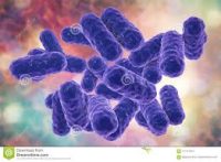 Entero bacteria laboratorios lbc
