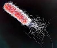 Bacteria Escherichia coli laboratorios LBC