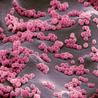 Bacteria Micrococcus laboratorios LBC