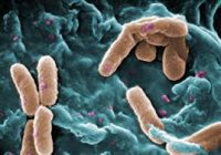 Bacteria Pseudomonas laboratorios LBC