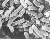 Bacteria Salmonella laboratorios LBC