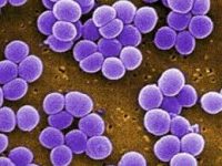 Bacteria Staphylococcus laboratorios LBC