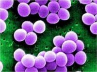 Bacteria Streptococcus laboratorios LBC