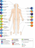 bacterias en el cuerpo humano LBC
